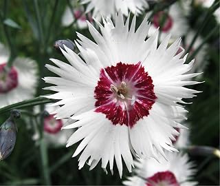 200+ Pcs Rare Colors Seeds Dianthus Seeds Dianthus plumarius - Hercules