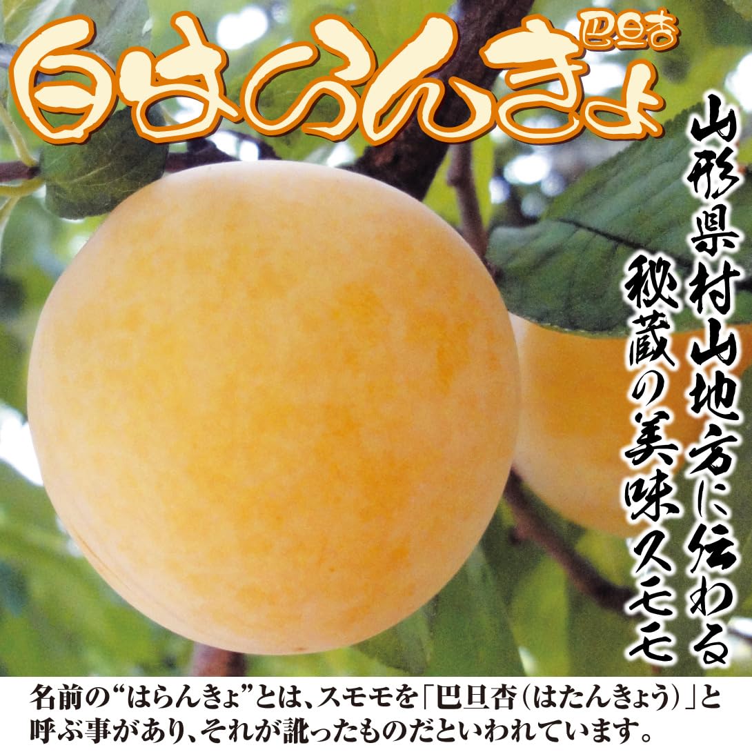 Amazon.co.jp: 果樹苗 スモモ 白はらんきょ 1株/ 国華園 25年秋商品