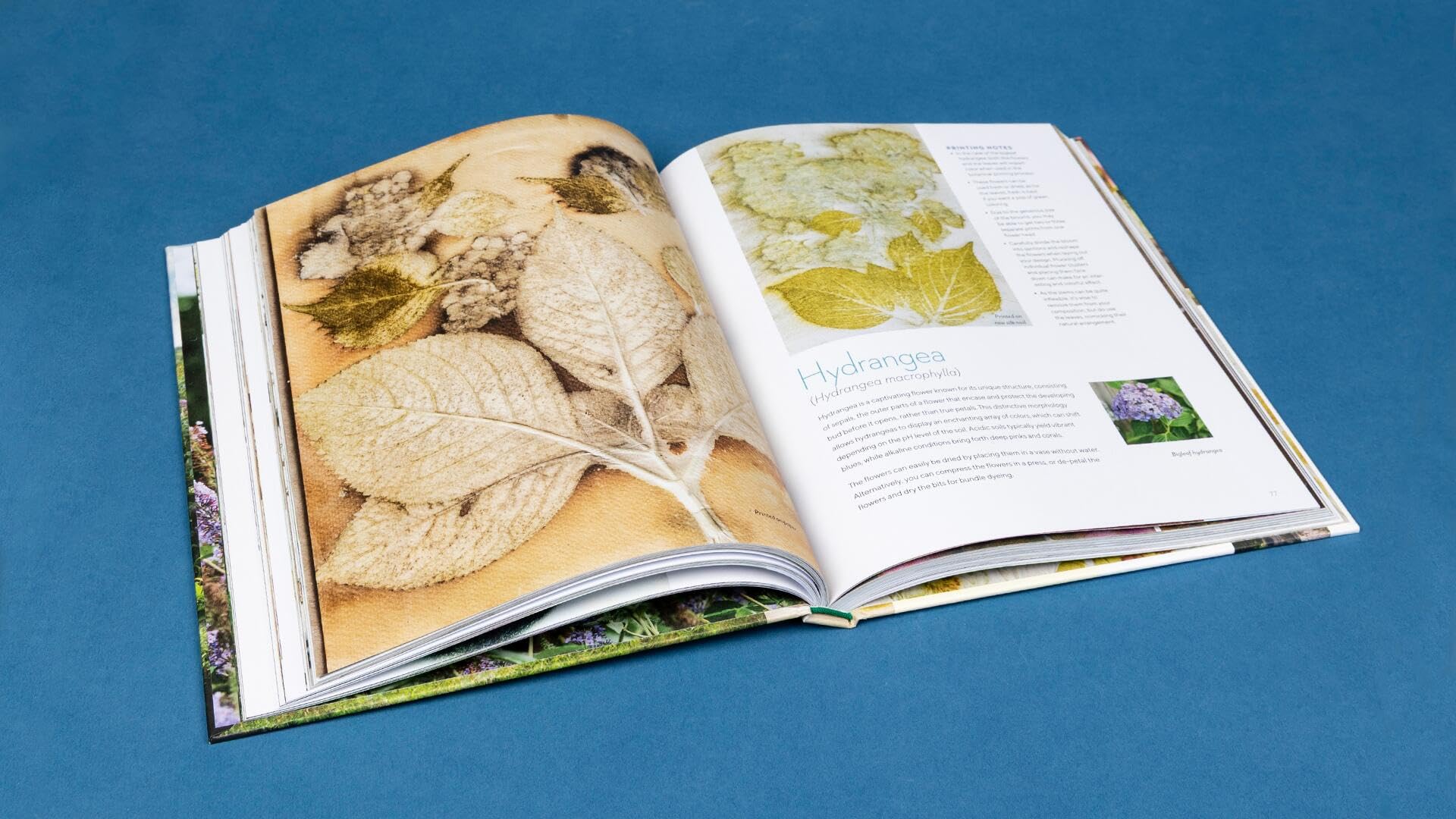 Printing from the Garden: Create Stunning, One-of-a-Kind Prints with Flowers and Leaves