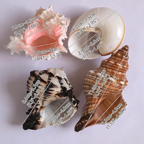 Miniatura 2 de 4 conchas de cangrejo ermitaño, apertura de tamaño ML, conchas de cangrejo ermitaño de 1.1-1.9 pulgadas, caracola de mar natural, conchas turbo para
