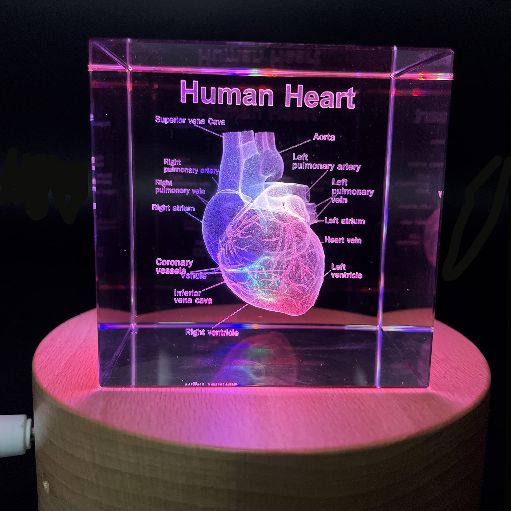 Amazon.com: XINDAM 3D Human Heart with Labels Anatomical Model