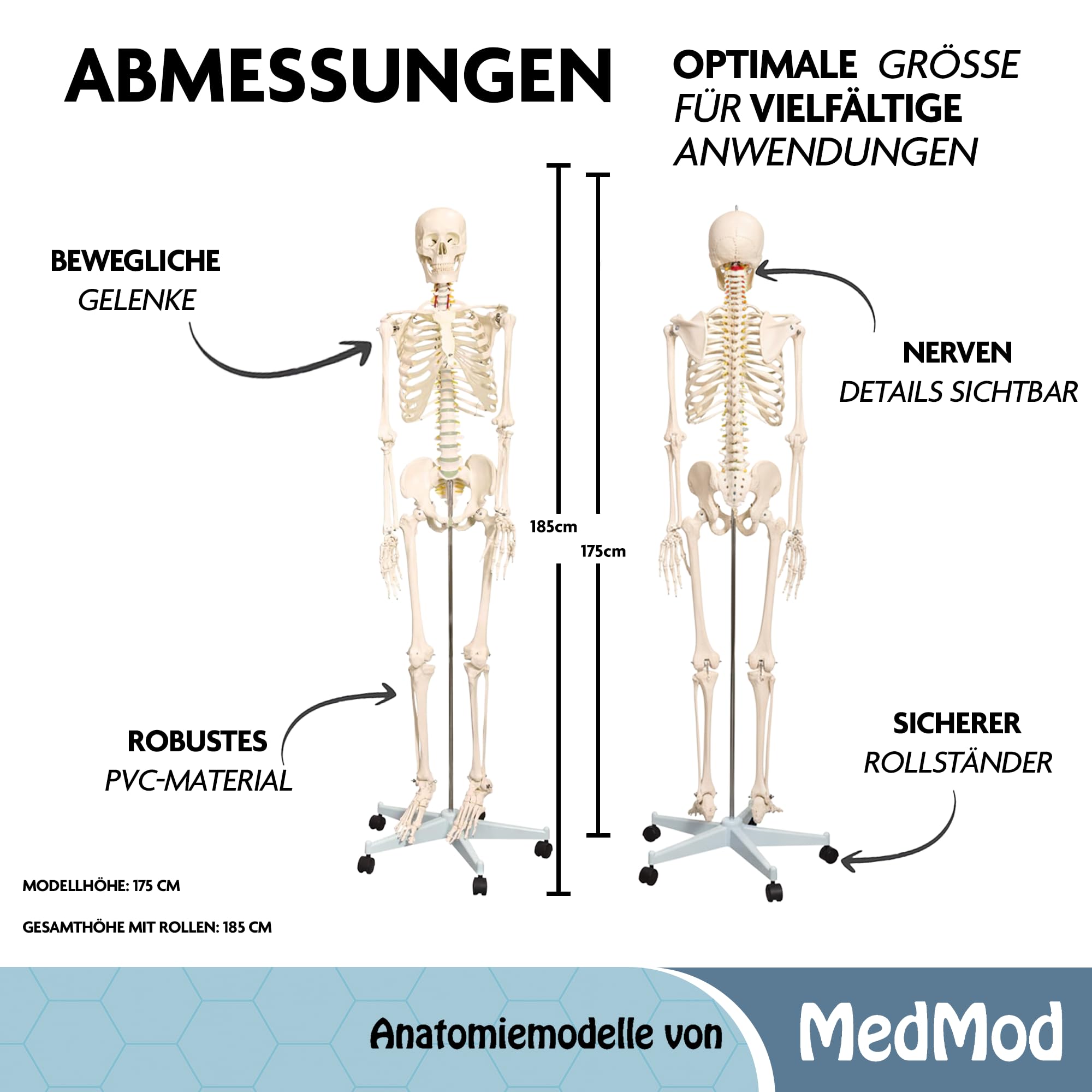 Anatomie Skelett 175 cm, menschliches Skelett aus PVC mit beweglichem Kiefer und abnehmbaren Teilen, für Schule, Studium und Anatomie-Training, inkl. Rollständer
