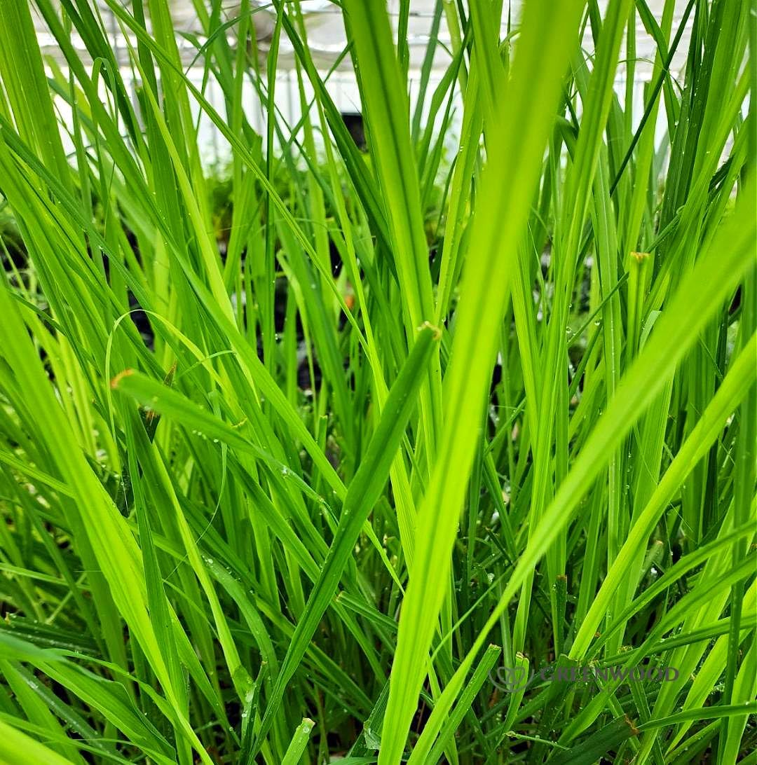 Greenwood Nursery: Live Perennial Plants - Grosso Lavender + Lavandula x Intermedia - [Qty: 1x 3.5 Pot] - (Click for Other Available Plants/Quantities)