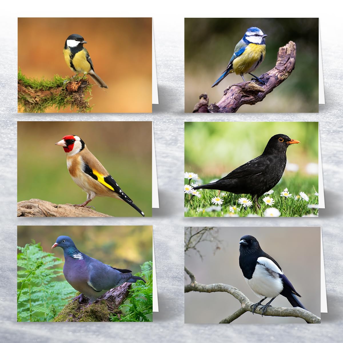 24 x British Garden Birds Greeting Cards A great value Multipack of blank note cards, Eco Friendly and Designed and Printed in the UK - Image 3