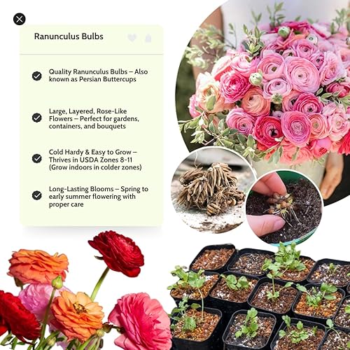 Miniatura 2 de Bulbos de ranúnculo para plantar, 25 bulbos de ranúnculo rosa para plantación de otoño, peonía francesa, ranúnculos, flores de ranúnculo a granel