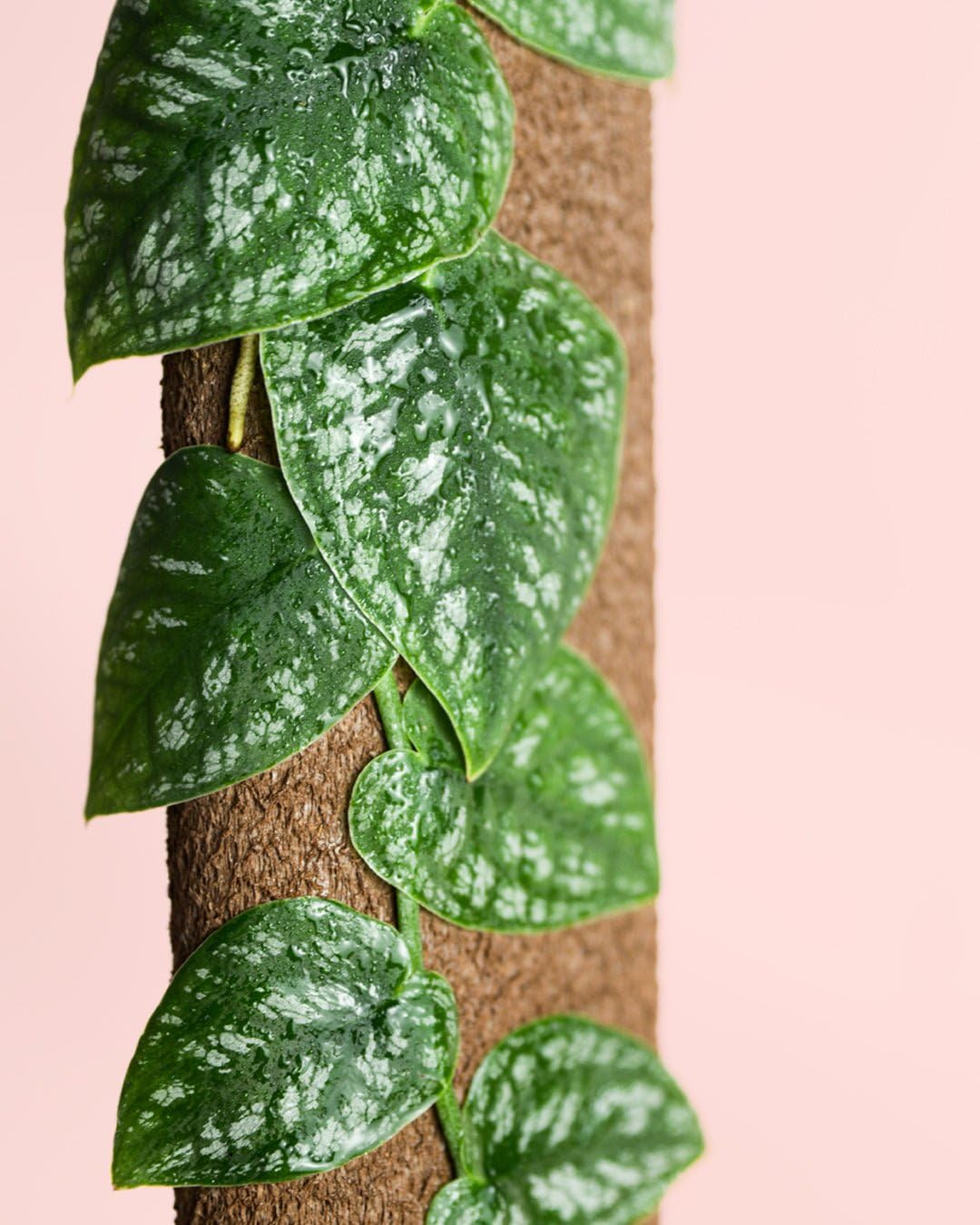 PUR PLANT Monstera dubia | Planta natural de interior premium | Maceta de Ø14 cm | Trepadora exótica y elegante