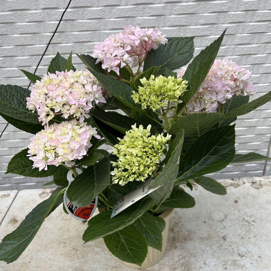 Amazon.co.jp: 紫陽花 アジサイ 桜のころ 5.5号 4 : DIY・工具・ガーデン