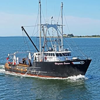Maine Lobster Now: Sea Scallops 10/20 (4LBS)