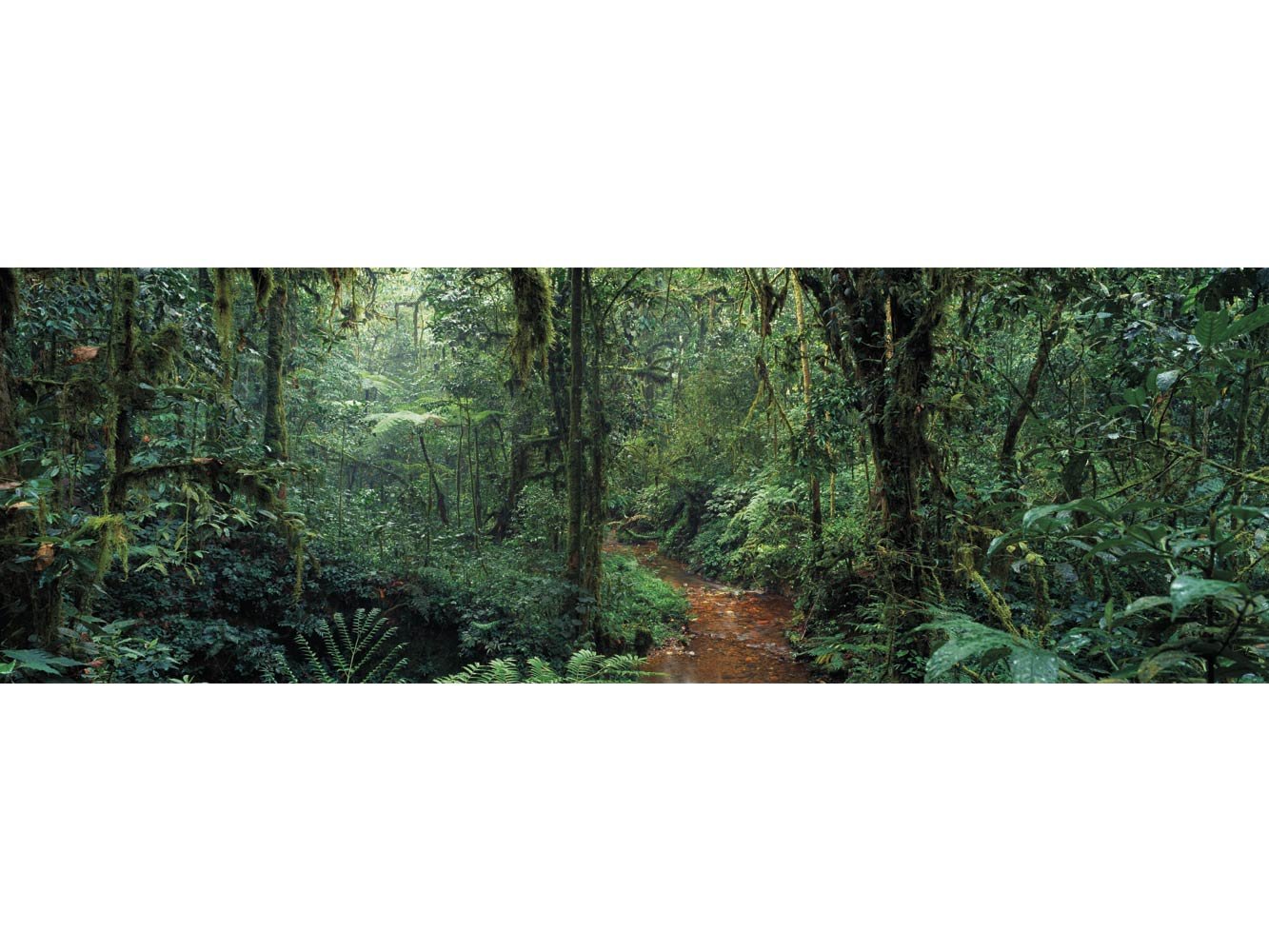 Tableau Carton plume et Pegasus Chemin forêt | tableau pour mur | carton plume mural décoratif | | Kappa | plusieurs tailles | Décoration comedores, sallon, chambre. 200x98cm