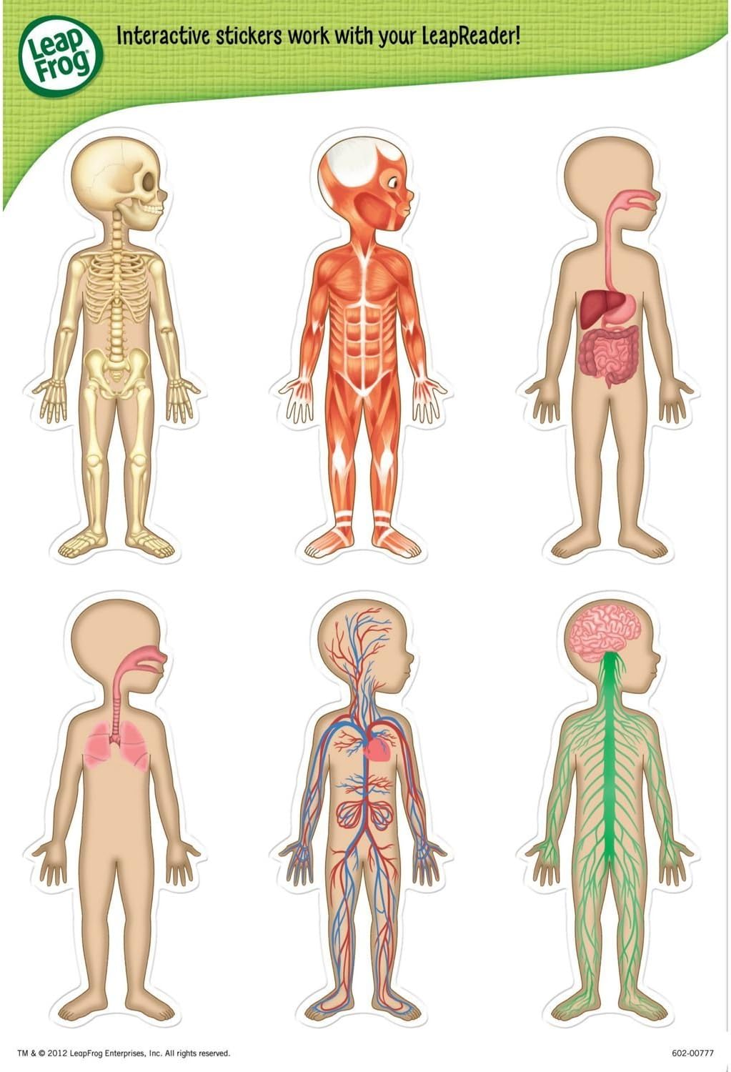 LeapFrog LeapReader Interactive Human Body Discovery Set (works with Tag)