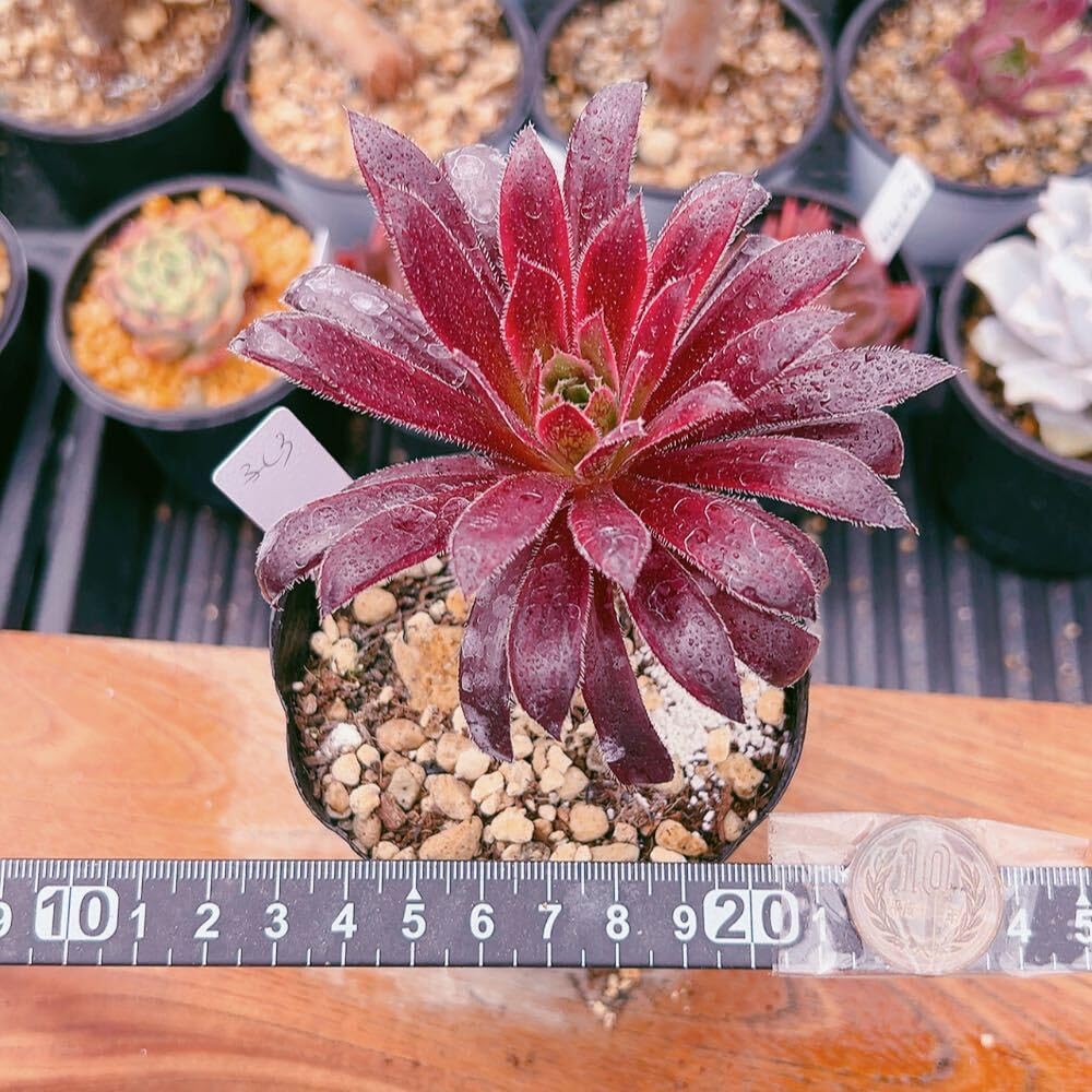 86#多肉植物❤️アエオニウム錦❤️カルミン*エメラルド❤️4頭20cm 鉢