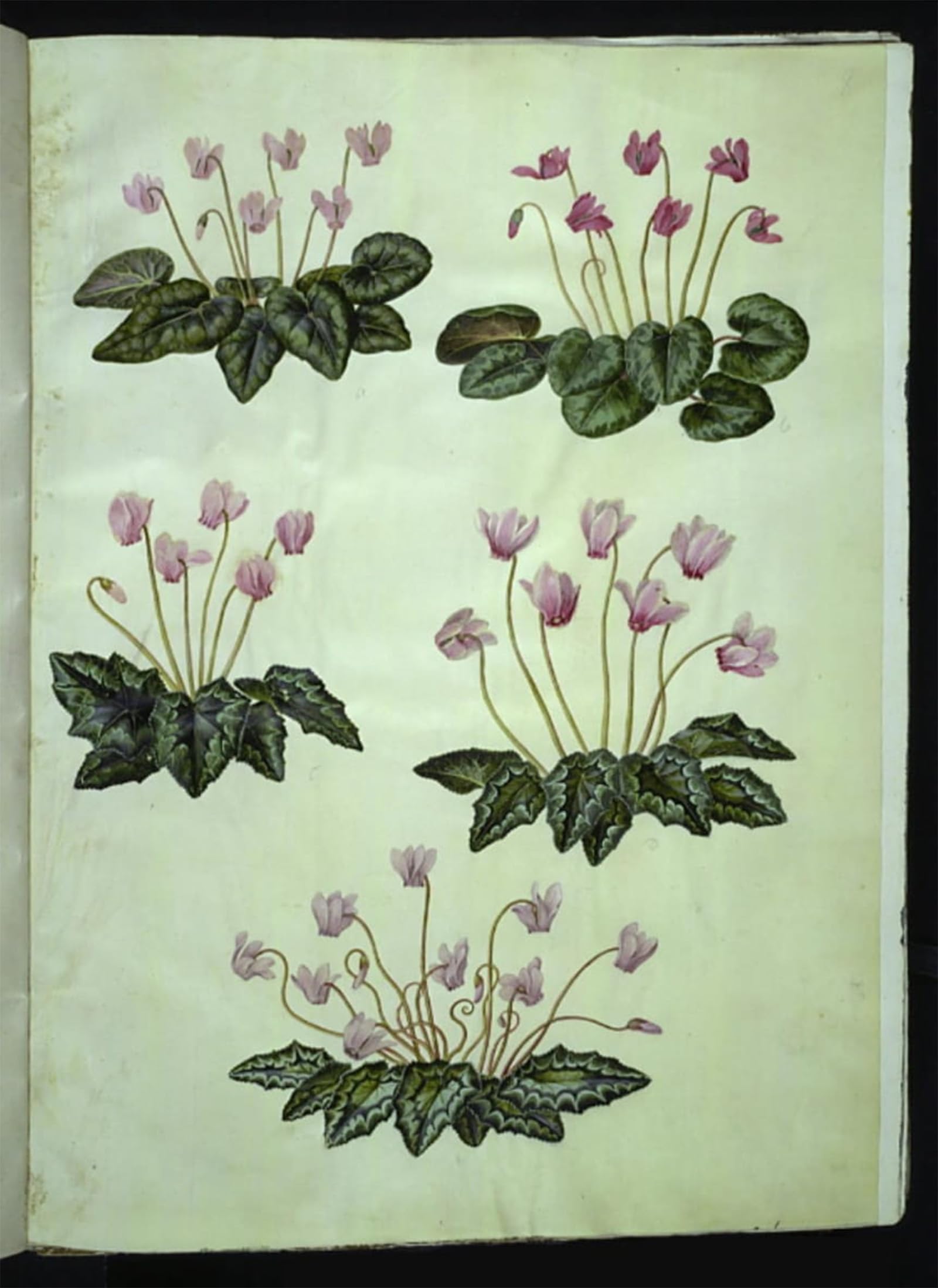 HRJUBWREE Oil Painting Prints on Canvas Painting Picture Cyclamen Purpurascens by Hans Simon Holtzbecker Artwork Canvas Prints for Office Decor 60x90cm