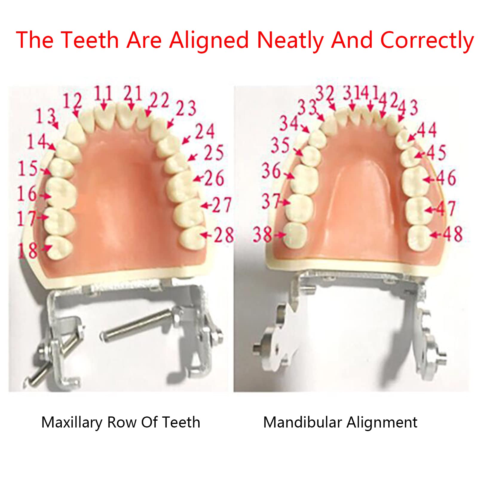 Model implantu dentystycznego - model zębów Typodont - do ćwiczenia technik naprawczych, z małym śrubokrętem
