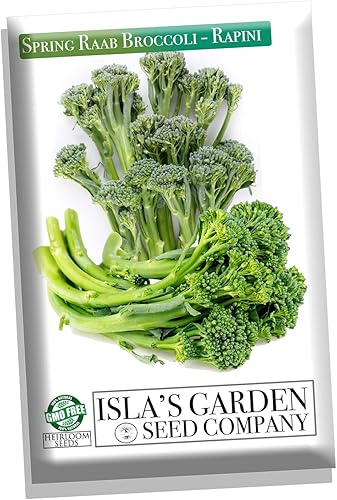 Semillas de brócoli Raab Rapini de primavera, 300 semillas por paquete, semillas sin OMG, nombre botánico: Brassica oleracea, Isla's Garden Seeds