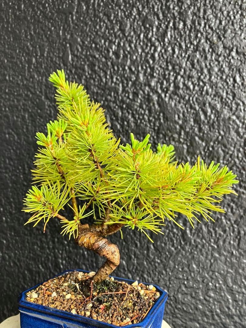 盆栽 五葉松 実生 優良素材