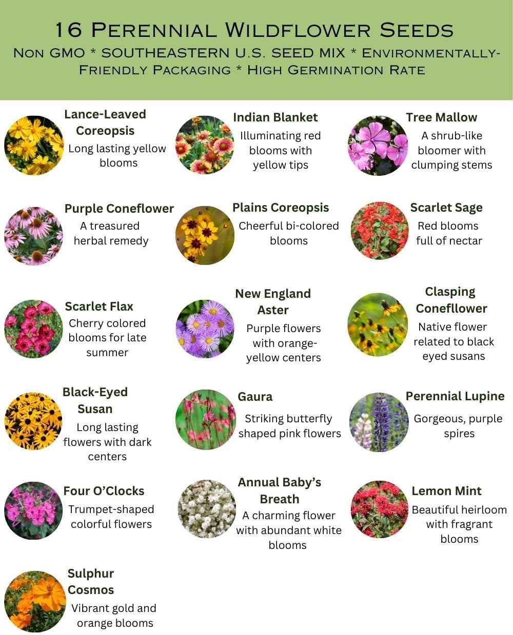Southeastern US Bulk Perennial Wildflower Seed Mix 1lb Covers 2,000sq-ft - Attract Pollinators, Multi-Color Blooms - Southeast US Species Plant in Spring/Fall, Earth-Friendly Packaging (1/2 Pound)