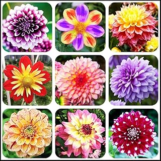 Flower Rare Seeds Dahlia 3g Giant Colorful Mixed Seeds Planting Dahlia Seeds