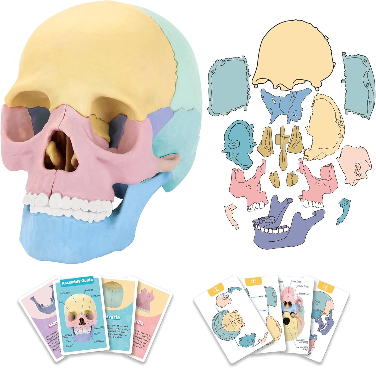 2025 New Human Anatomy Skull Model - 17 Part Puzzle with 10 Knowledge Flash Cards, Detachable Palm-Sized Mini Medical Model, Clinic Teaching Equipment, STEM Toy Gift for Kids Human Skull Anatomy Model