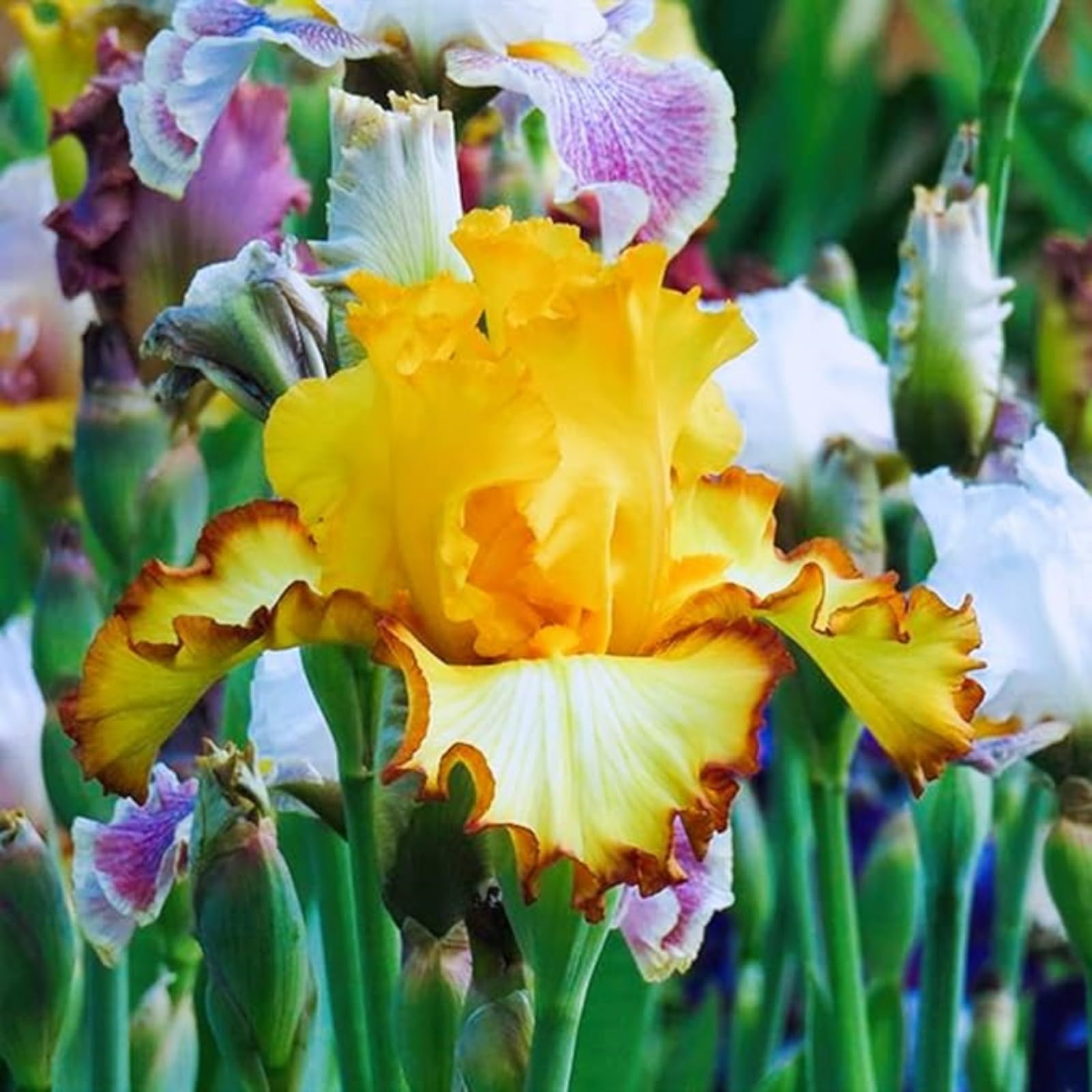 Iris Bulbs for Planting Now UK Ornamental Perennial Excellent Display Plant Bulbs Greening Flower Good for Containers Natural Organic Easy Plant Perennial -8Bulbs-G