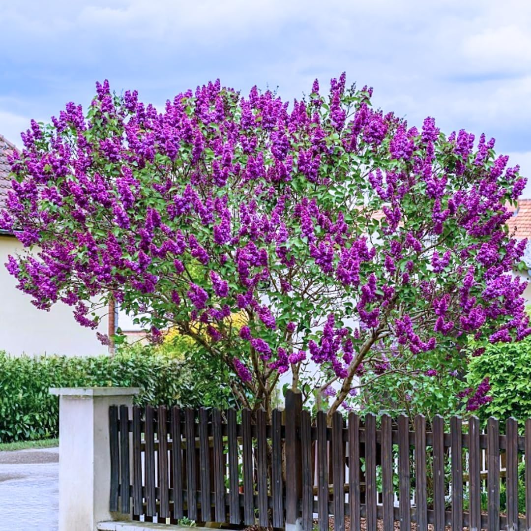 2 Common Lilac Trees Live Plants, 1 Year Old Well-Rooted Purple Syringa Bushes Seedling,6 to 12 Inches Tall, Fragrant, Zones 3-7