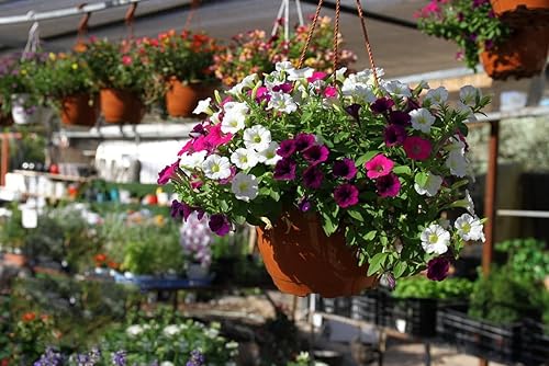 Miniatura 4 de Semillas de petunia, más de 80000 semillas de petunias, mezcla de semillas de flor de color arcoíris para plantar, semillas de flores para plantar