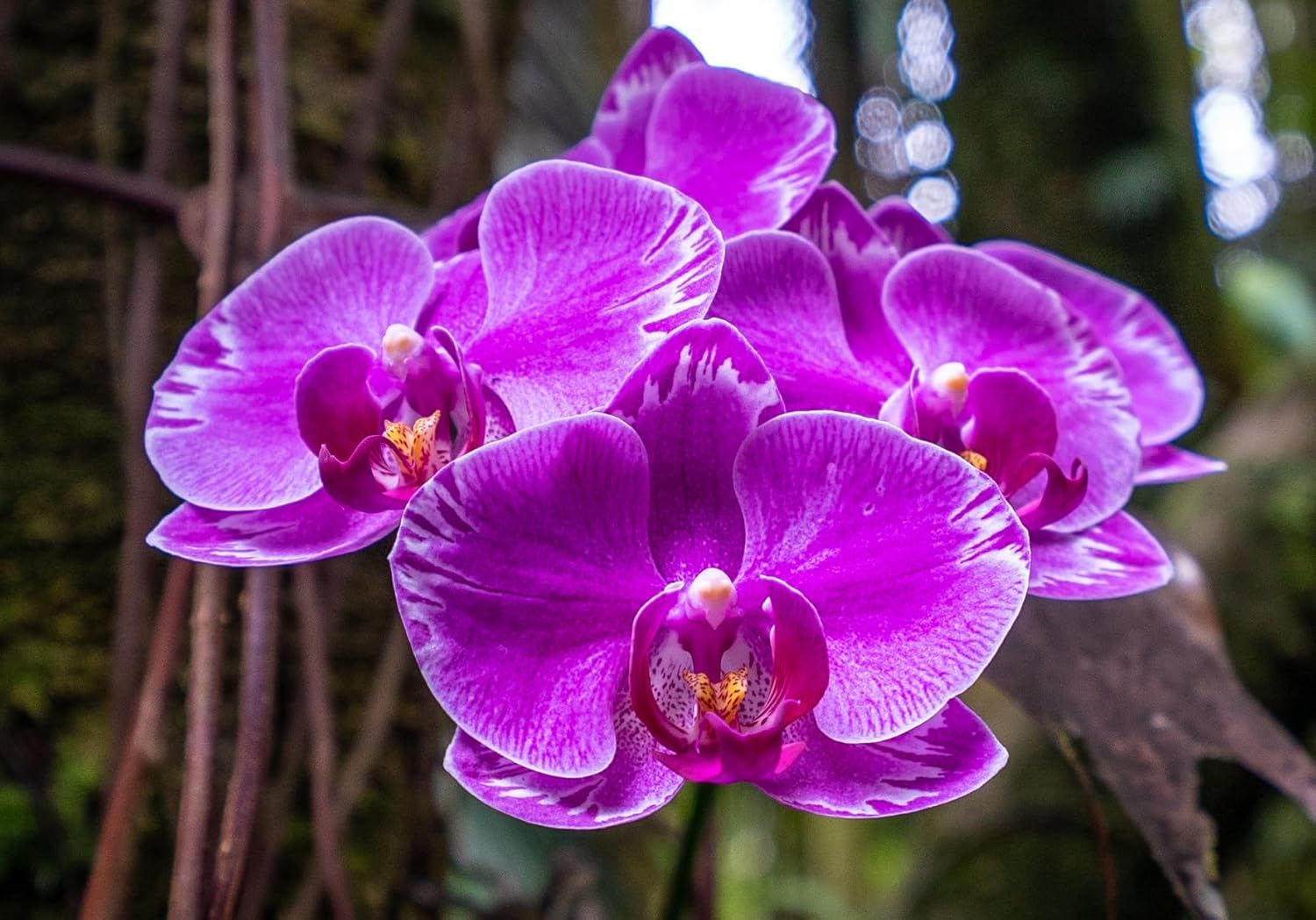 Live Orchid Plant : Purple Phalaenopsis Orchid Plant (18-24 Inches Tall) (1 Stem) in a Ceramic Pot. California Delivery