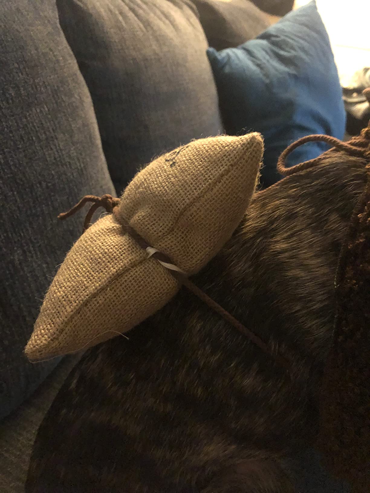 8 mo Finance Teddy Bear Pet Costume Buy Now Pay Later 8-mo-finance-teddy-bear-pet-costume-buy-now-pay-later