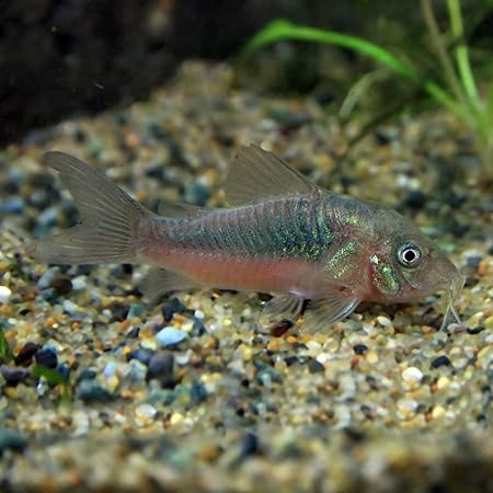 Amazon 熱帯魚 コリドラス アルビノ アエネウス 約3cm 3匹 生体 観賞魚 水中生物 通販
