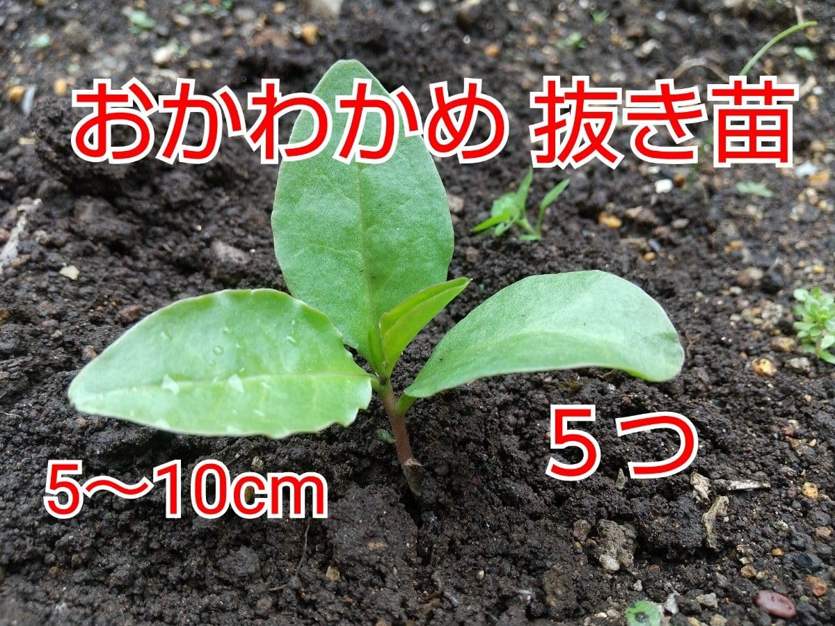 Amazon.co.jp: 今が植え時おかわかめ抜き苗 5つ : ホビー