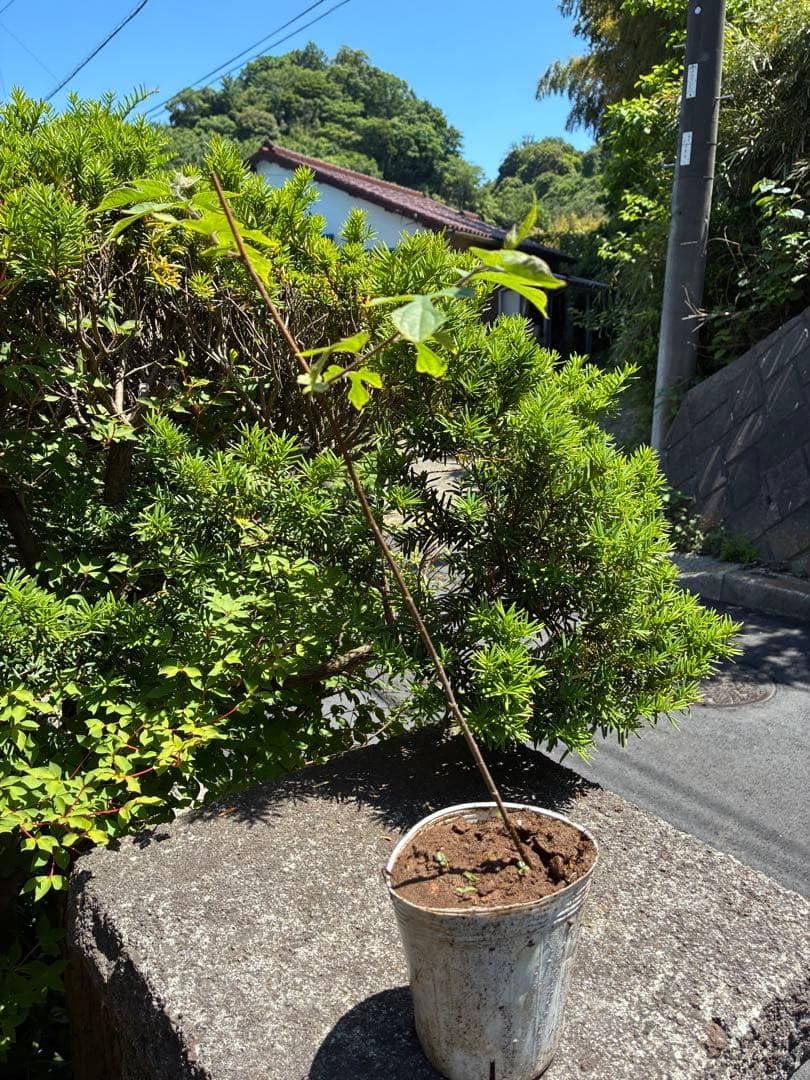Amazon｜梶の木 苗｜観葉植物 オンライン通販
