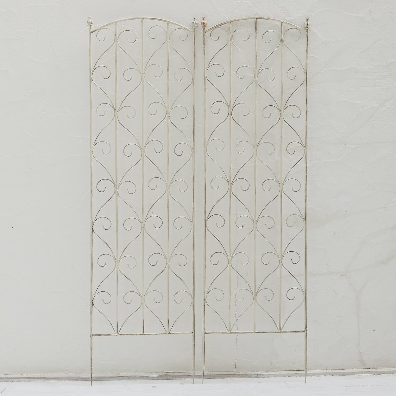 33モンステラ　ボルギシアナ　アルボ　白ホワイトタイガー斑入り　鉢モスポール付き モンステラ ボルギシアナ アルボ ホワイトタイガー斑入り – JolieNursery