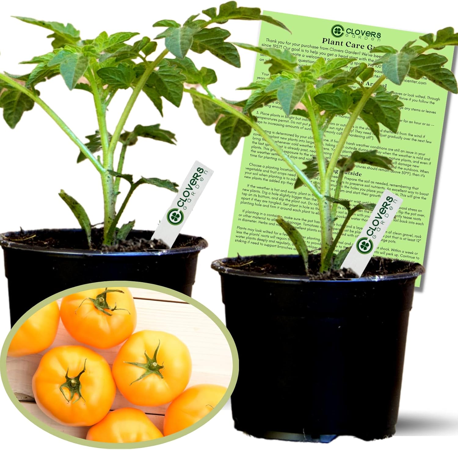 Clovers Garden Lemon Boy Tomato Plants Two (2) Live