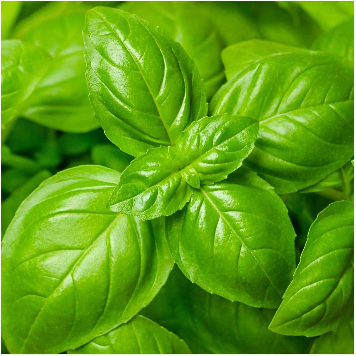Everwilde Farms - 1 Lb Genovese Basil Herb Seeds - Gold Vault
