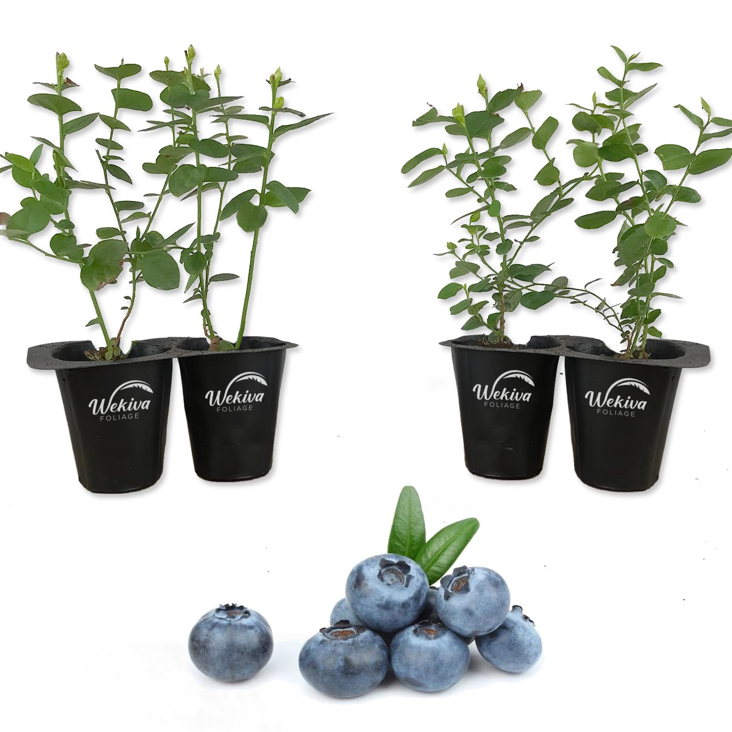 Emerald Blueberry Plant 4 Starter Plants