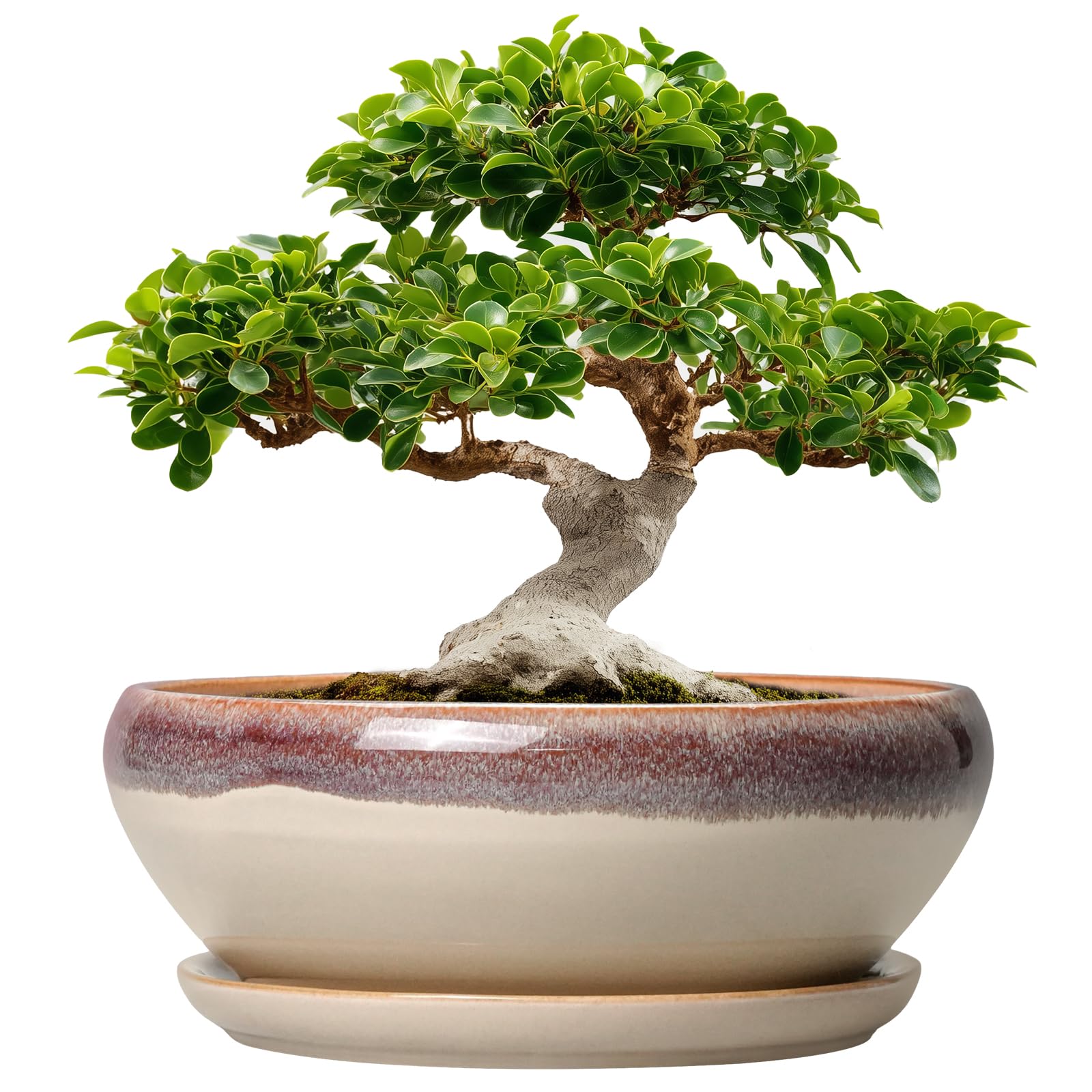 SQOWL Bonsai Pot 12 Inch Beige