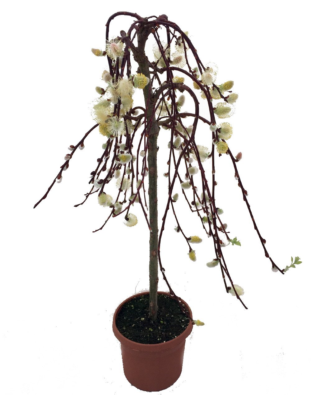 Mini Weeping Pussy Willow Tree