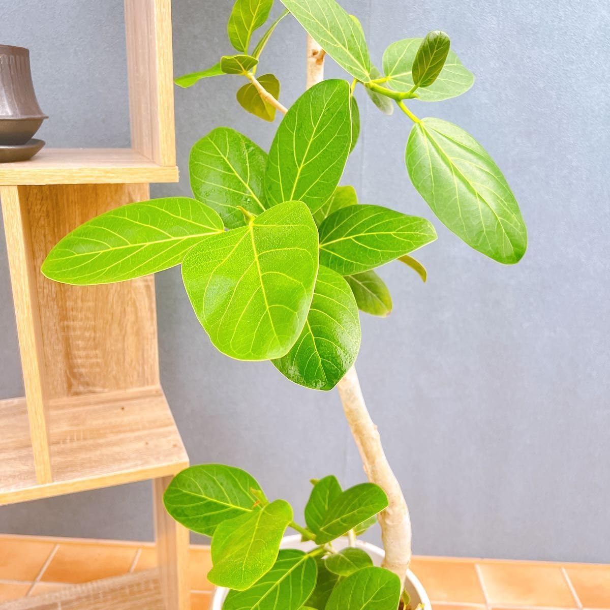 現品　フィカス　ゴムの木　ベンガレンシス　53番　曲がり　インテリア　観葉植物 現品 フィカス ゴムの木 ベンガレンシス 53 曲がり インテリアグリーン