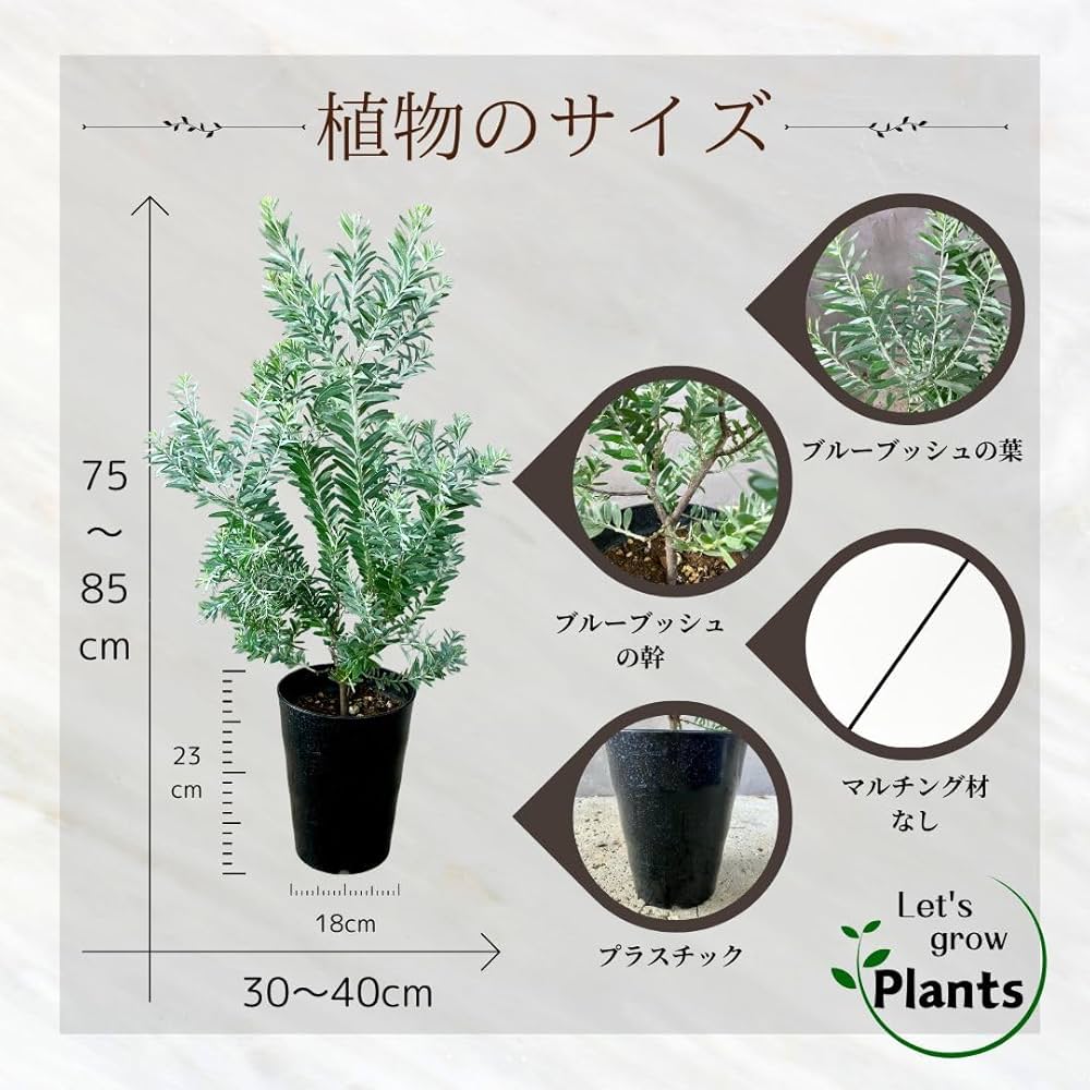 Amazon.co.jp: SUZUHA アカシア ブルーブッシュ 6号