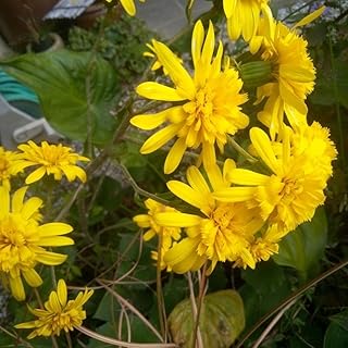 八重咲きツワブキ 種 50粒以上