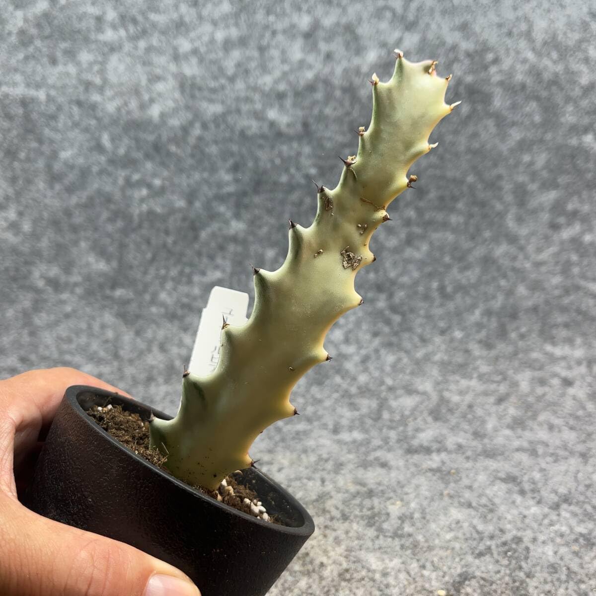 Amazon.co.jp: 鉢ごと発送ユーフォルビアホワイトゴースト Euphorbia