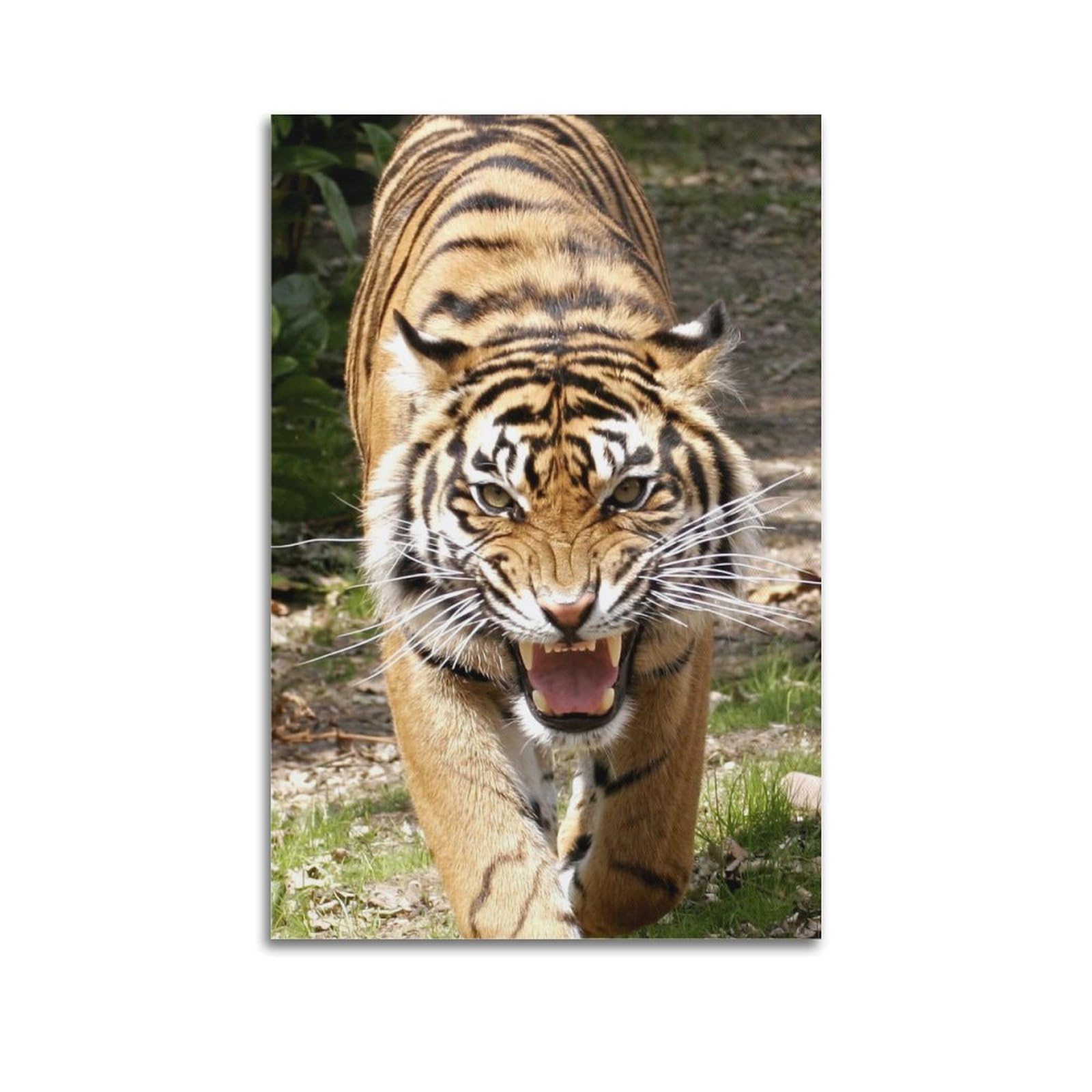 HUIYHB Wildlife Poster Roaring Sumatran Tiger Poster Decorative Painting Canvas Wall Posters And Art Picture Print Modern Family Bedroom Decor Posters 24x36inch(60x90cm)