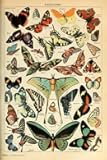 Laminated Monarch Butterfly Room Decor Colorful Papillons Chart Bookplate Retro Botanical Nature Animal Vintage Aesthetic Science Education Dorm Bedroom Poster Dry Erase Wall Art 12x18