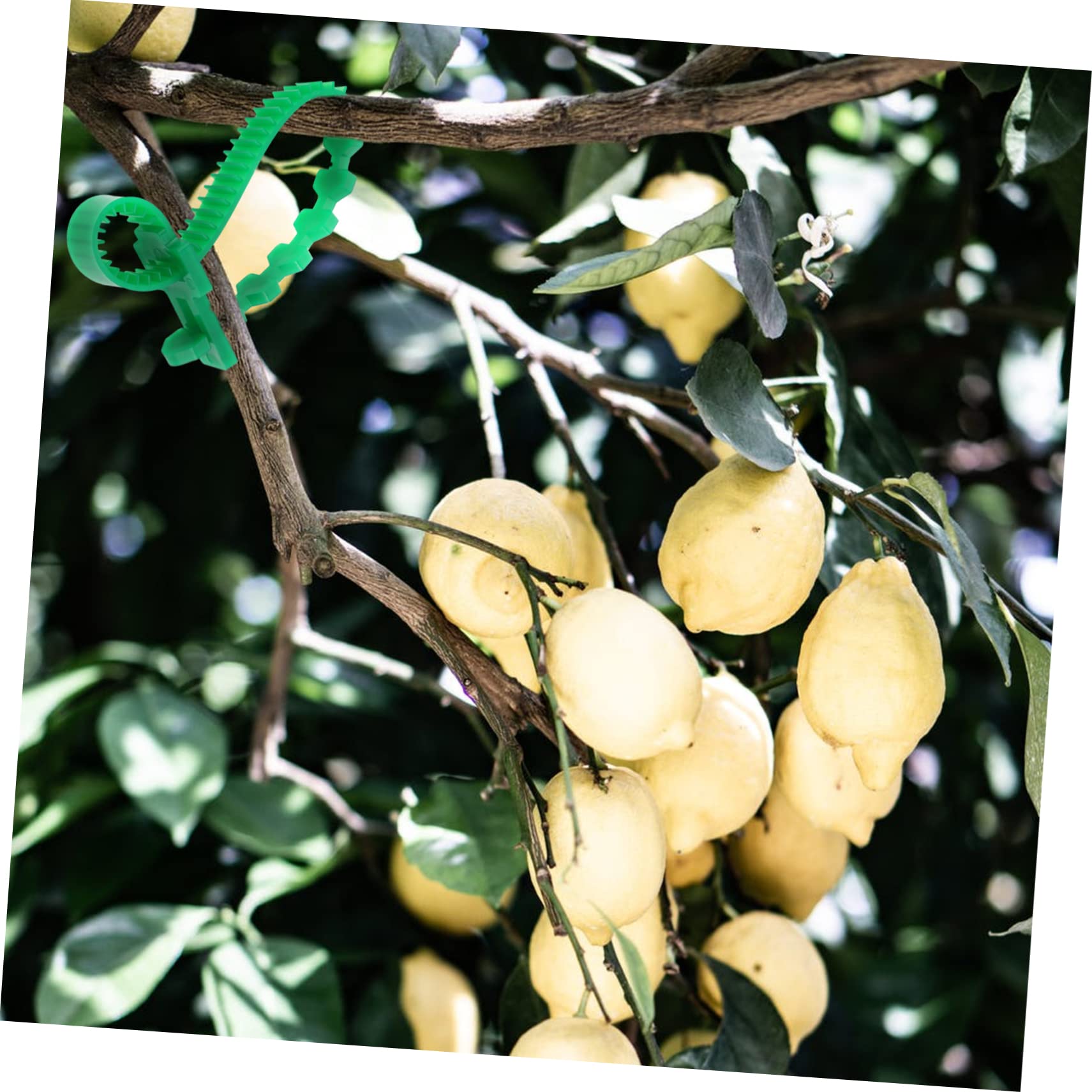 UPKOCH 3 Set Cinghie Regolabili per Piante Spessa per Giardinaggio Facilper 10 Pezzi * 3