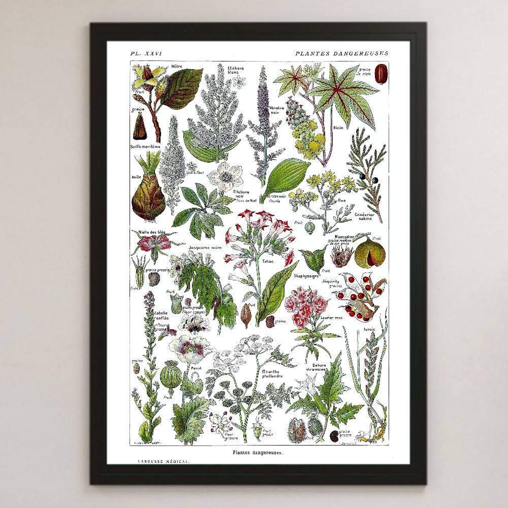 ビンテージ植物図鑑リトグラフ Amazon.co.jp: 危険な植物 図鑑 チャート ビンテージイラスト 光沢