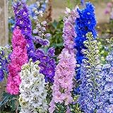 Mix Delphinium Seeds for Planting - 2000 Delphinium Seeds Colorful Flower Seed Non GMO & Heirloom Seeds Great for Home Garden