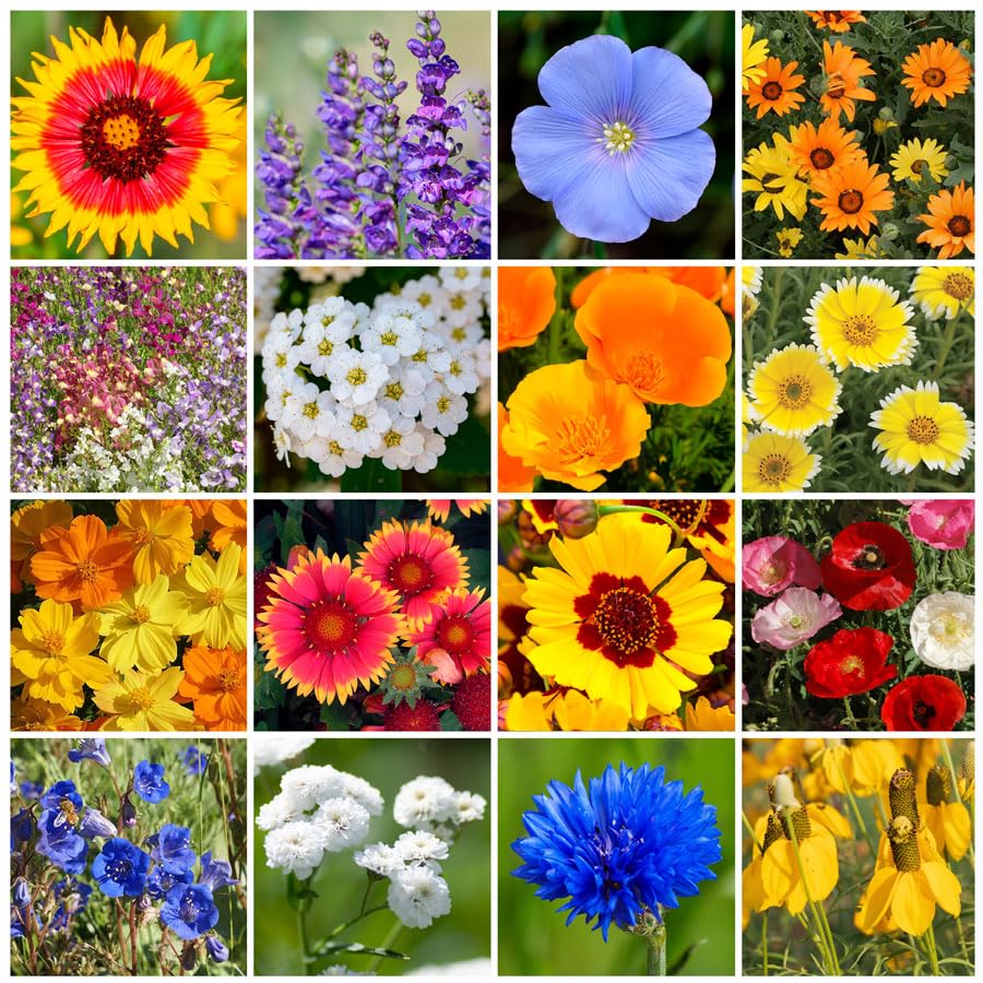 Grow Your Own Vibrant Annual and Perennial Wildflower Garden Mixture, Varieties for Pollinators and Spring Gardens - Dry Places Mix, 1/4 lb