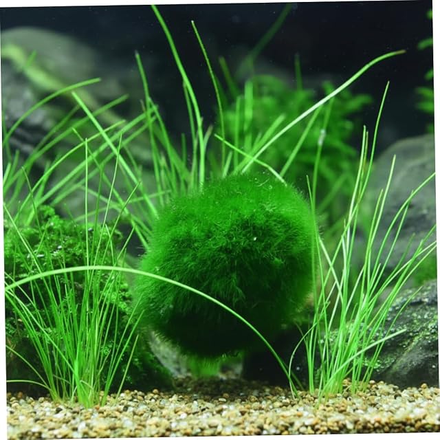 Foto 4 de 6 de Plantas Naturales, paquete de 4 bolas de musgo de Marimo vivo, 2, 7-2, 9 cm después del remojo
