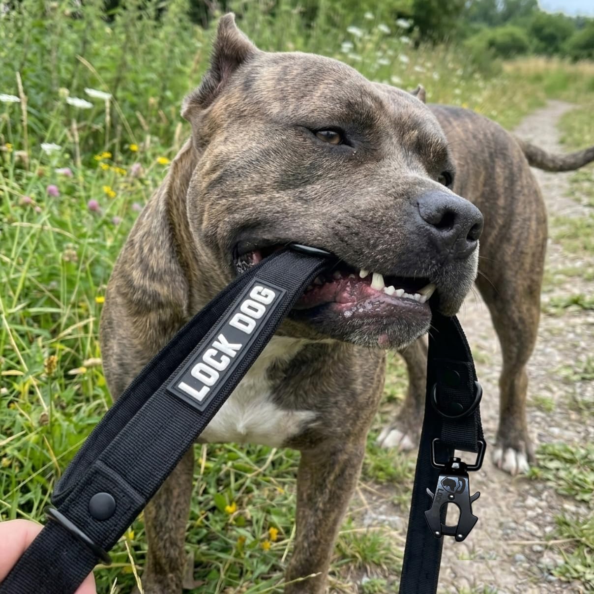 Schnitt- & bissfeste - Hundeleine – Hochleistungsfasern statt Drahtseil – Frosch Clip - Frog Clip - 360° drehbar - LOCK DOG