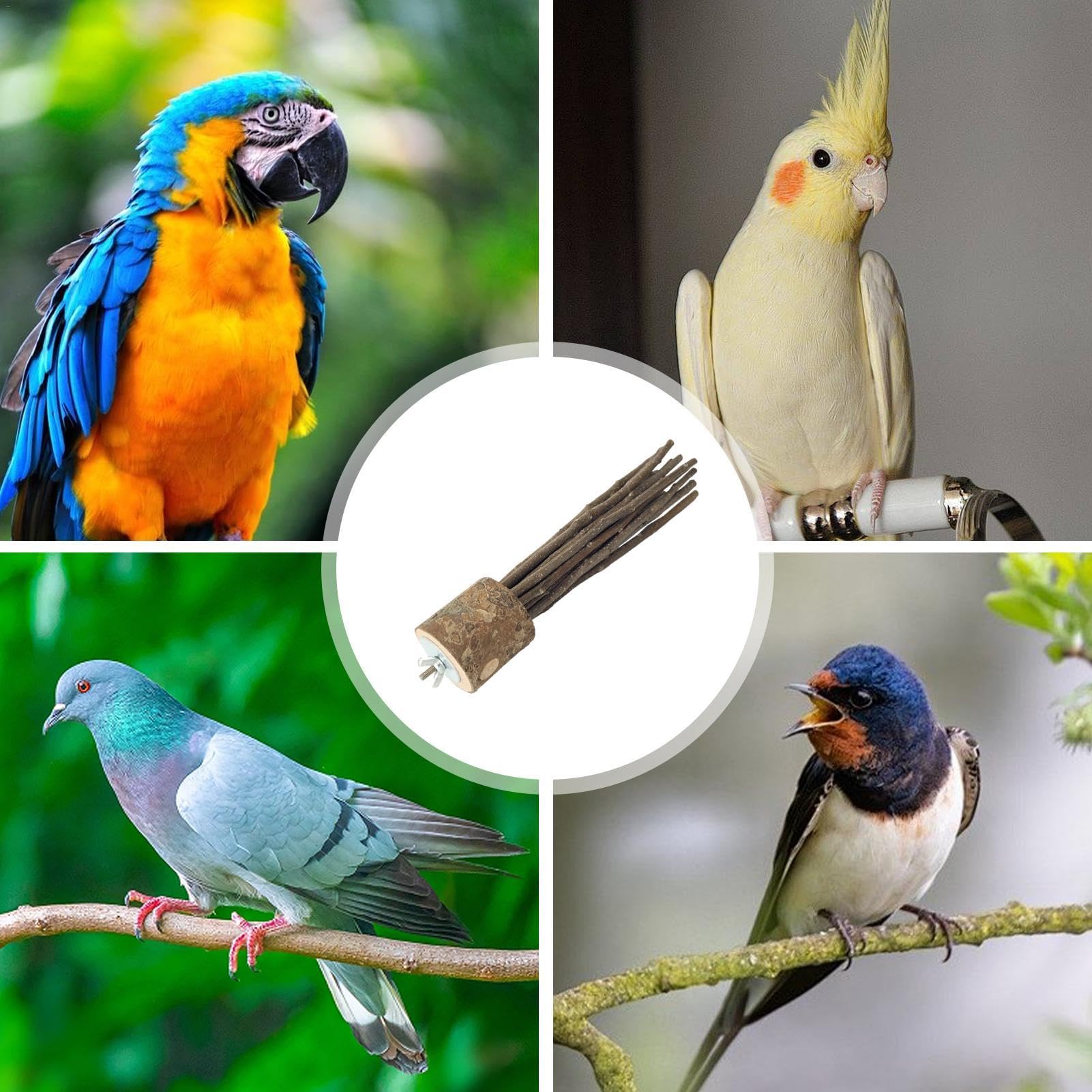 Amazon | ウッドパーロットパーチ,オウムウッドパーチ - ビスタ