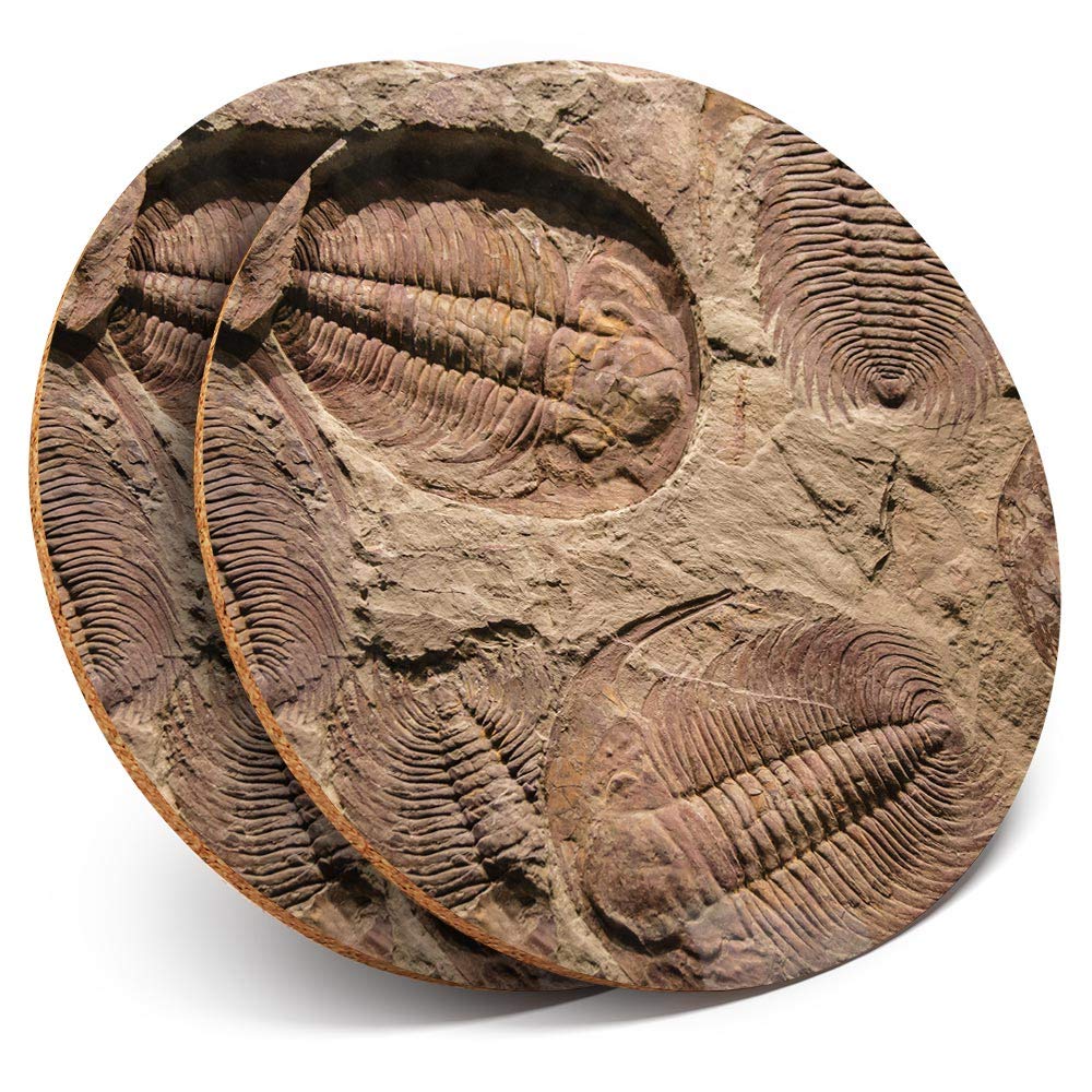 Destination Vinyl Ltd Multicolor 2 X Round Coasters - Fossil Trilobite Dinosaur - Cork Backed Home Kitchen Accessory Tea Coffee Mug Mat #45062